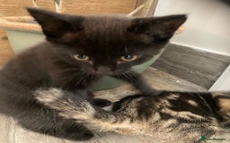 British Shorthair cats for sale: Beautiful, playful kittens  - Image 2