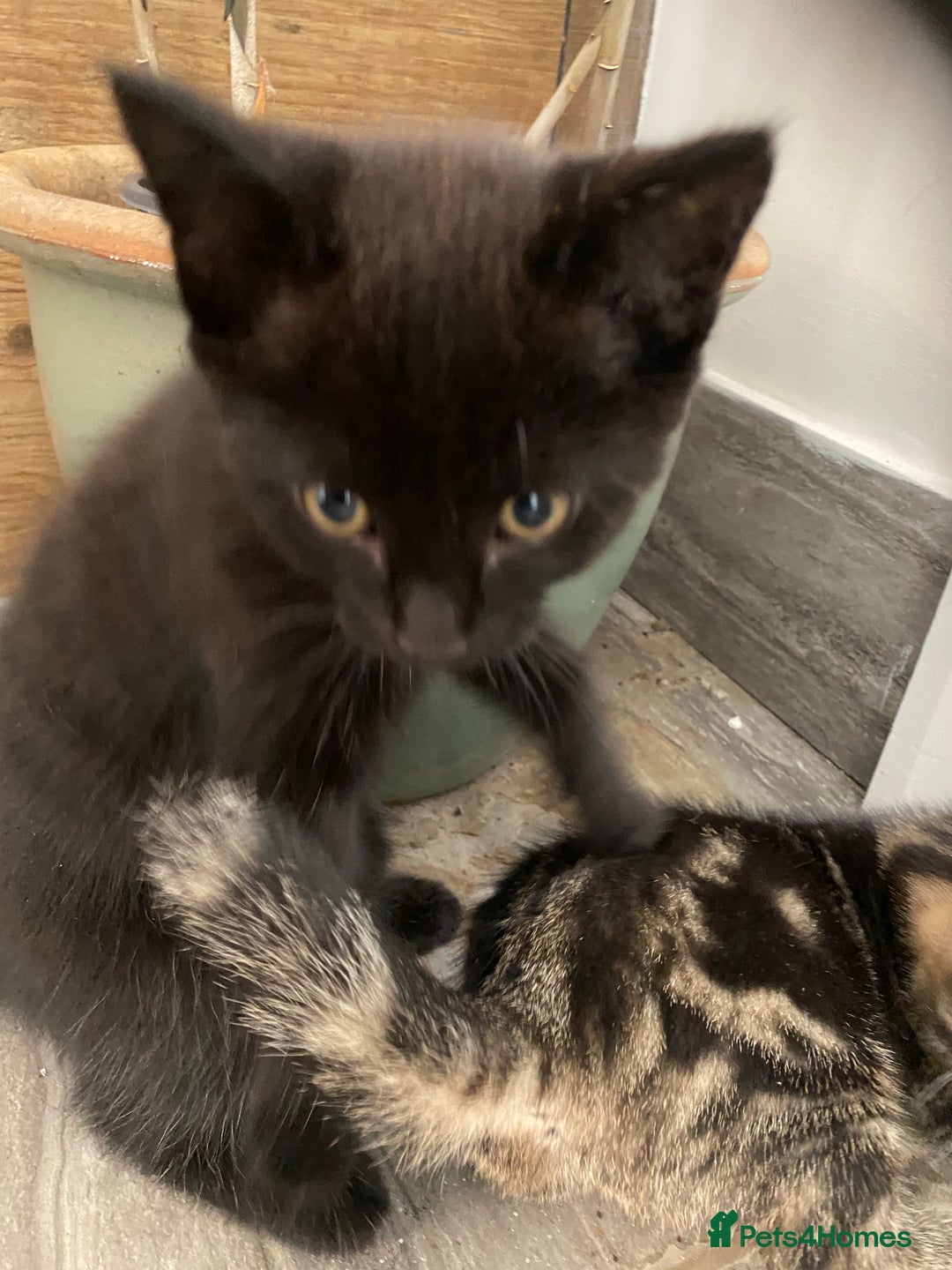 British Shorthair cats for sale: Beautiful, playful kittens  - Image 2