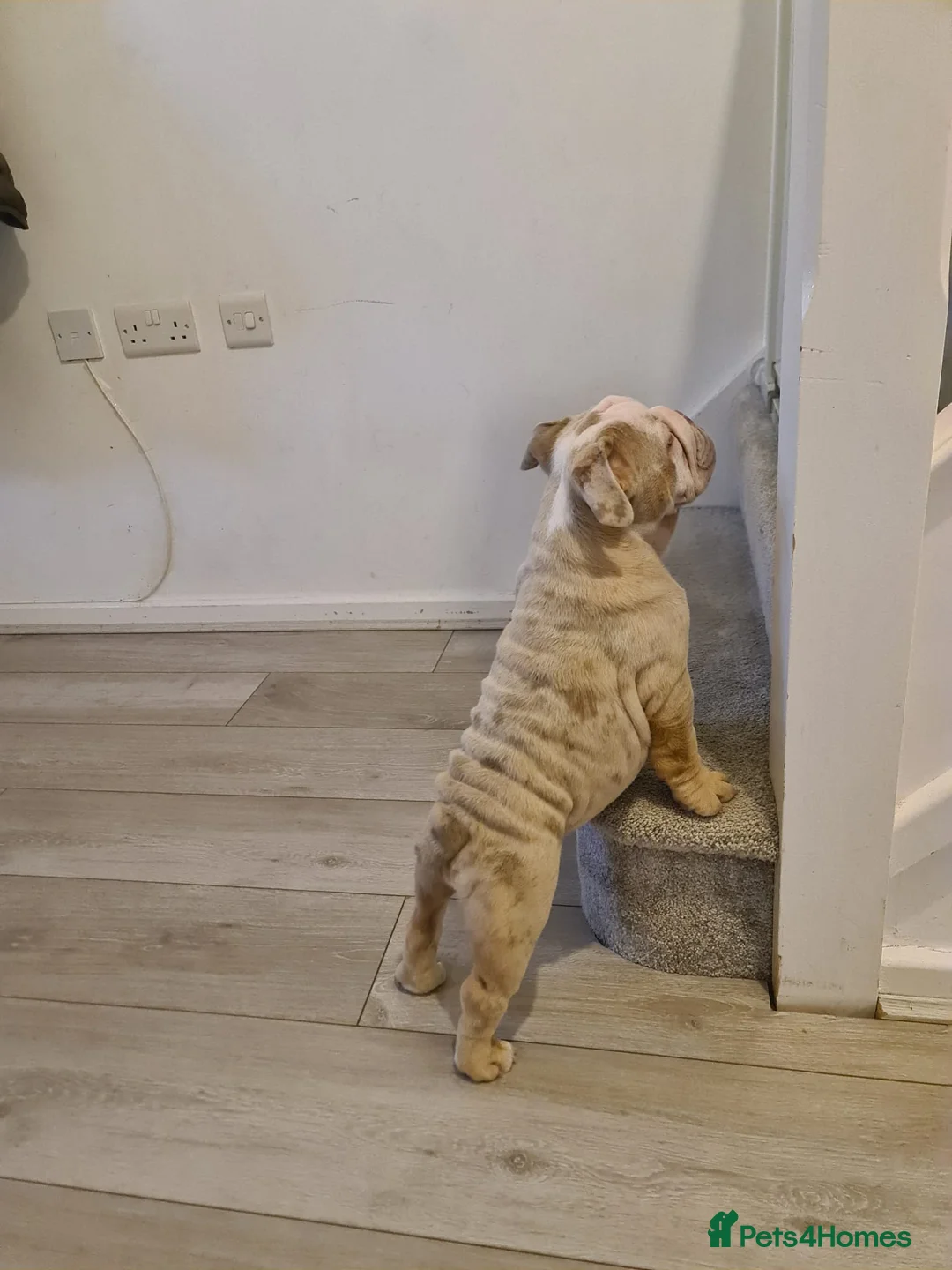 English Bulldog dogs for sale: Miss Narla  in Dudley - Advert 2