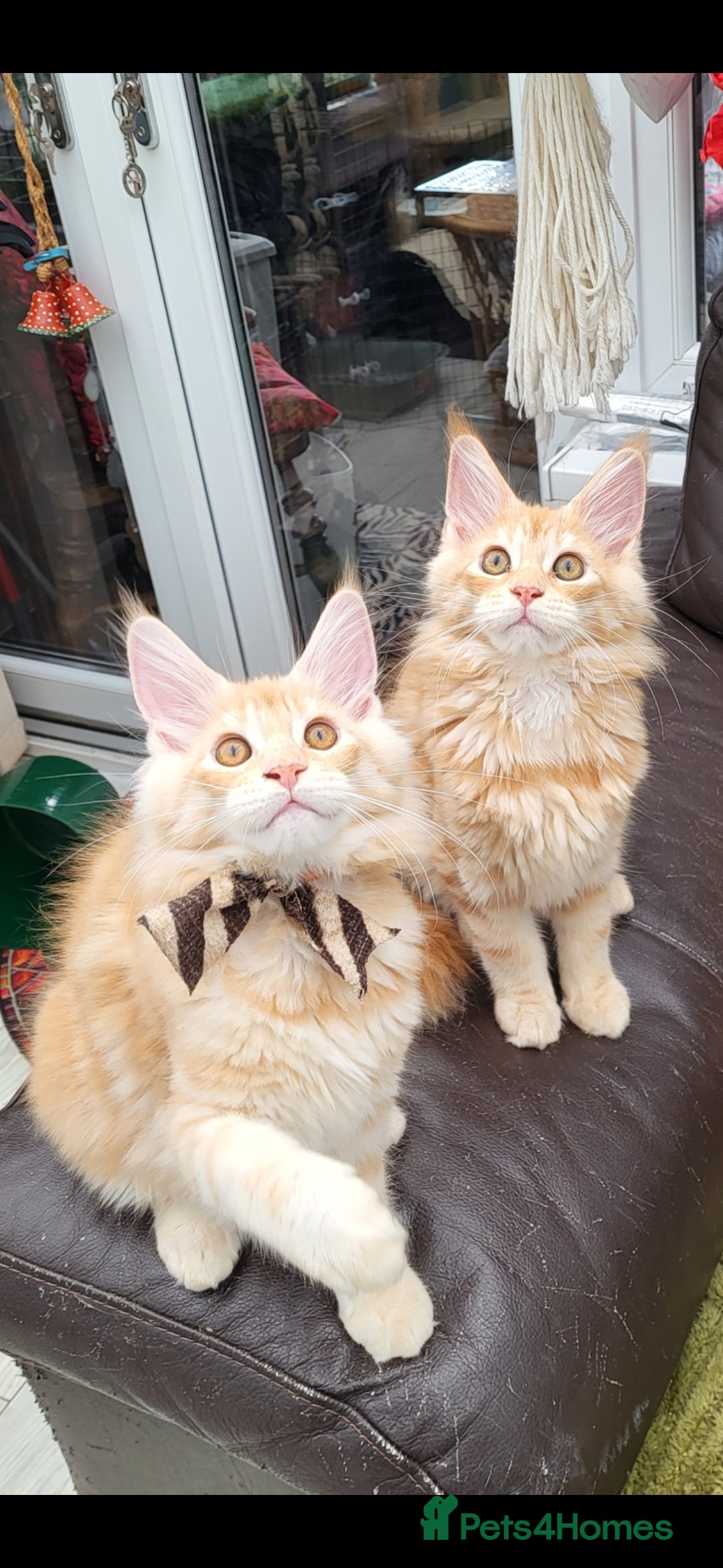 Maine Coon cats Maine Coon kittens ready now - Advert 1