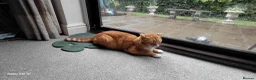 Bengal cats for sale: Looking for a Loving Forever Home  - Advert 20