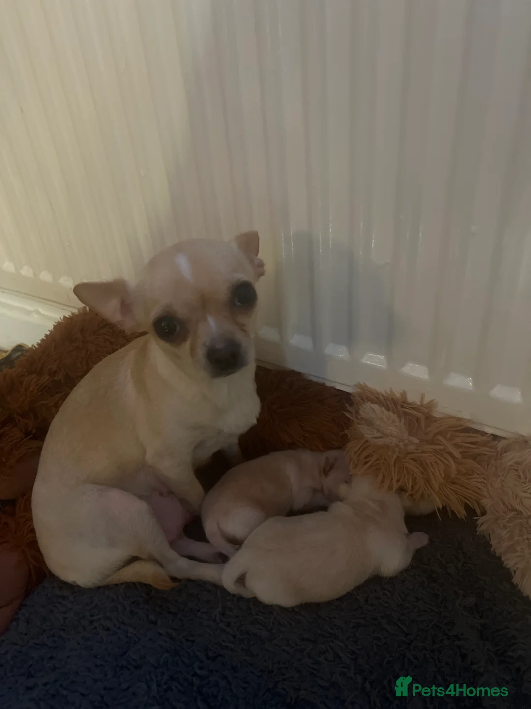 Chihuahua dogs for sale: 2 Female Chiuaua puppies  - Advert 1