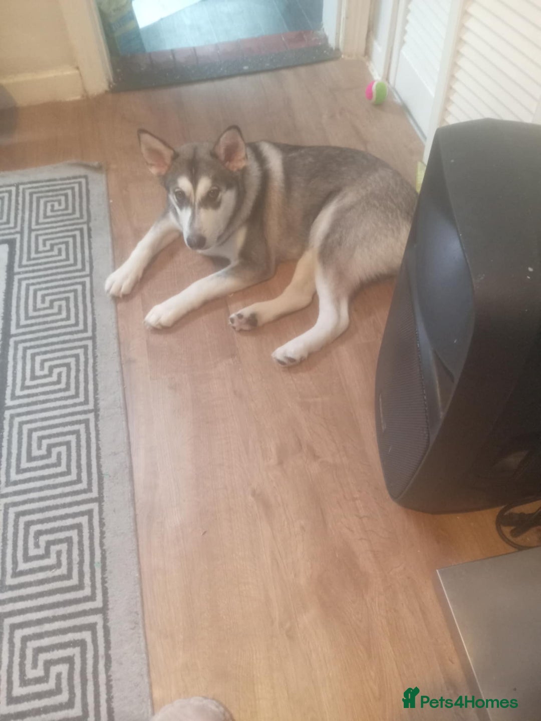 Mixed Breed dogs for sale: Siberian Husky Mix Puppy for rehome - Image 4