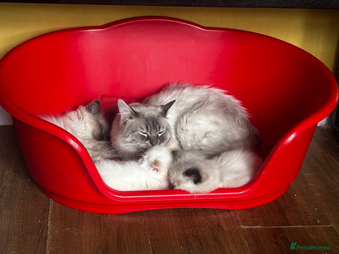 Ragdoll cats for sale: 3 STUNNING RAGDOLL KITTENS AVAILABLE - Image 10