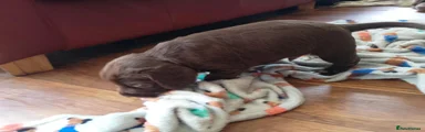 Sprocker 1