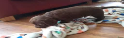 Sprocker dogs for sale: F1 sprocker puppies - Advert 23