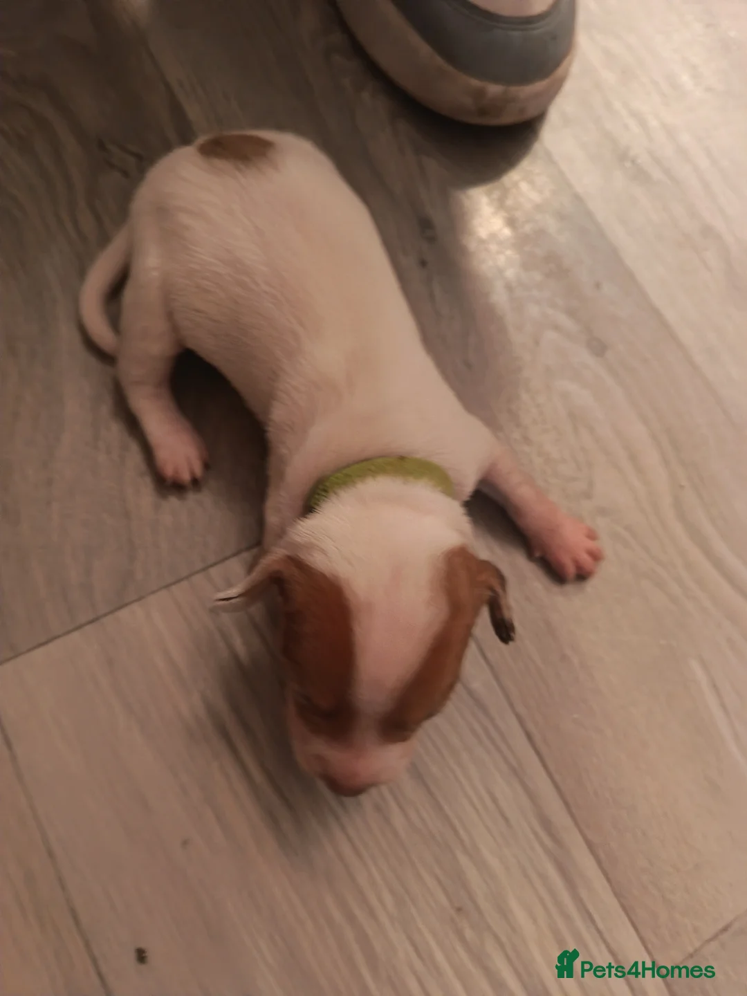 Mixed Breed dogs for sale: Dachshund x American Bull puppies in Swansea - Advert 9