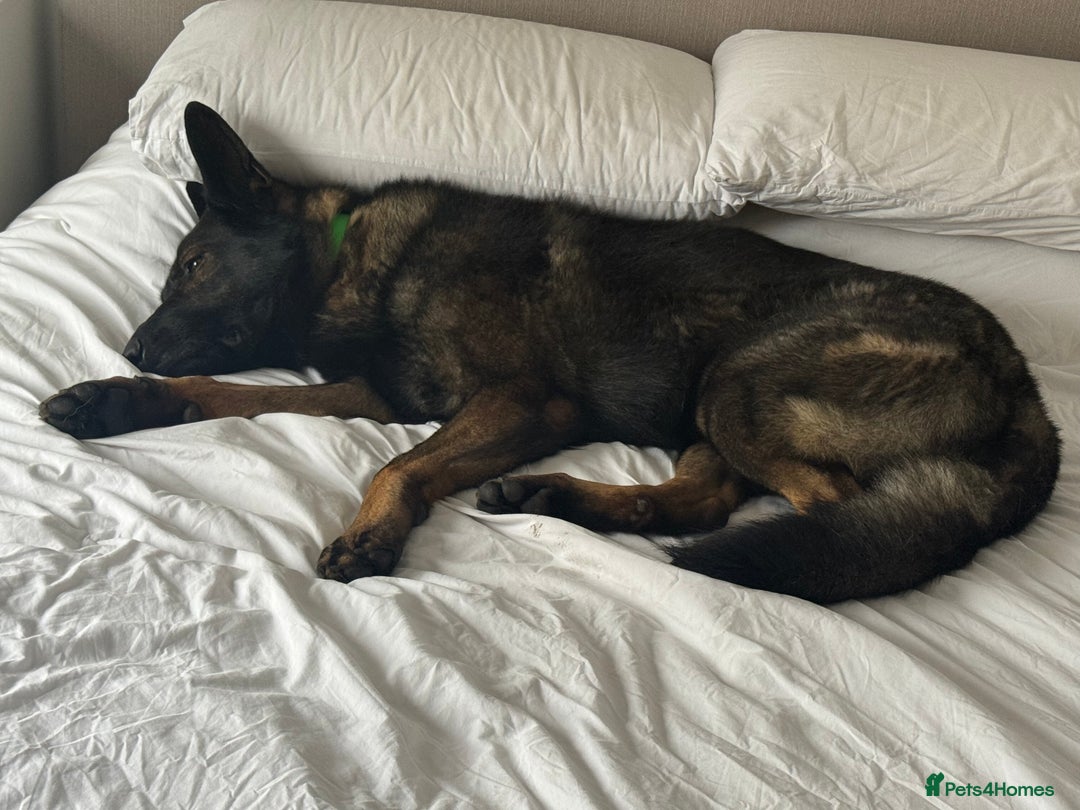 German Shepherd dogs for sale: Working Line German shepherd Dog - Advert 6