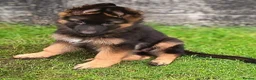 German Shepherd dogs for sale: KC Registered German Shepherd Puppy in Hitchin - Advert 8