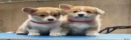 Welsh Corgi Pembroke dogs for sale: Champion Sired Corgi Pembroke puppies available  - Advert 11