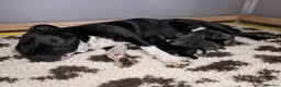 Staffordshire Bull Terrier dogs for sale: Valglo Sired, KC Reg, BVA Eye Tested, HC L2 Clear - Advert 20