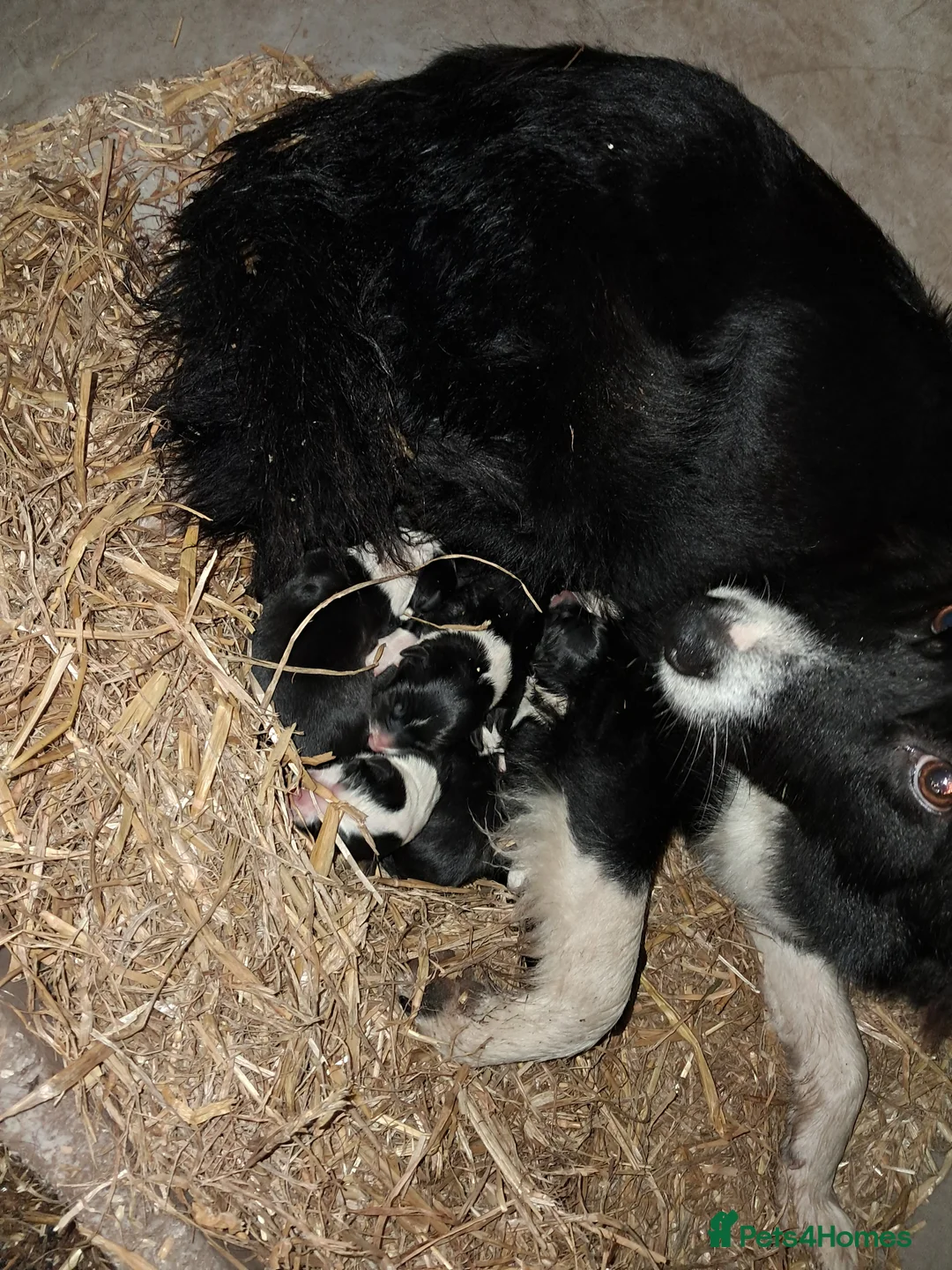 Mixed Breed dogs for sale: Three Collie pups for working highly active homes - Advert 8