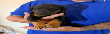 Dobermann Puppy 3