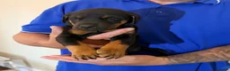 Dobermann dogs for sale: Dobermann puppies available - loving homes wanted  - Advert 2