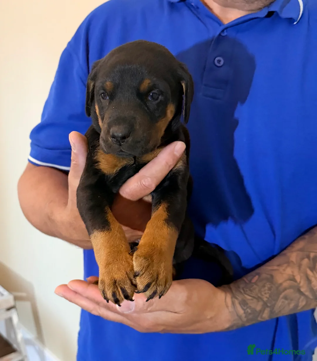 Dobermann dogs for sale: Dobermann puppies available - loving homes wanted  - Advert 2