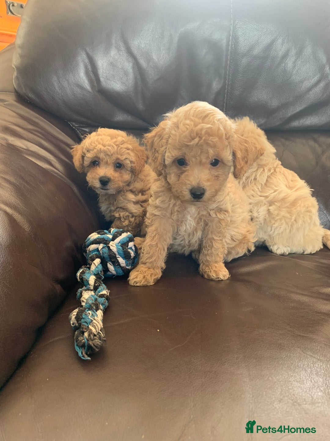 Poochon dogs for sale: Gorgeous Poochon puppies  - Image 4