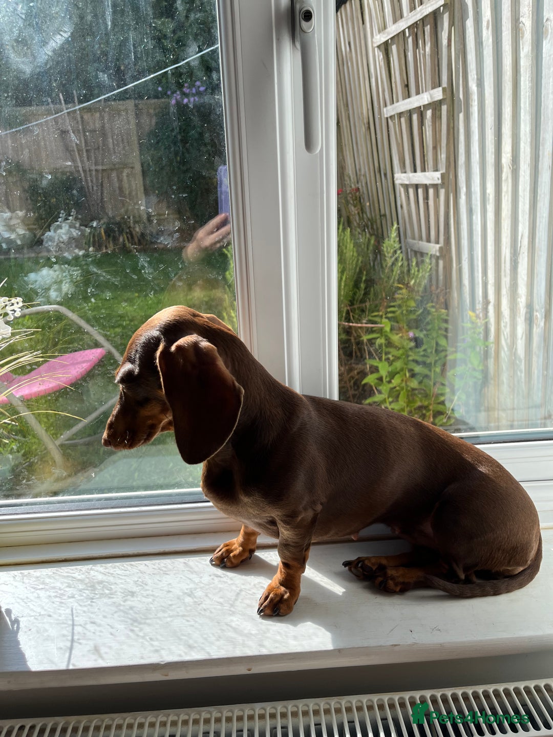 Miniature Dachshund dogs for sale: Miniature dachshund chocolate girl - Image 6
