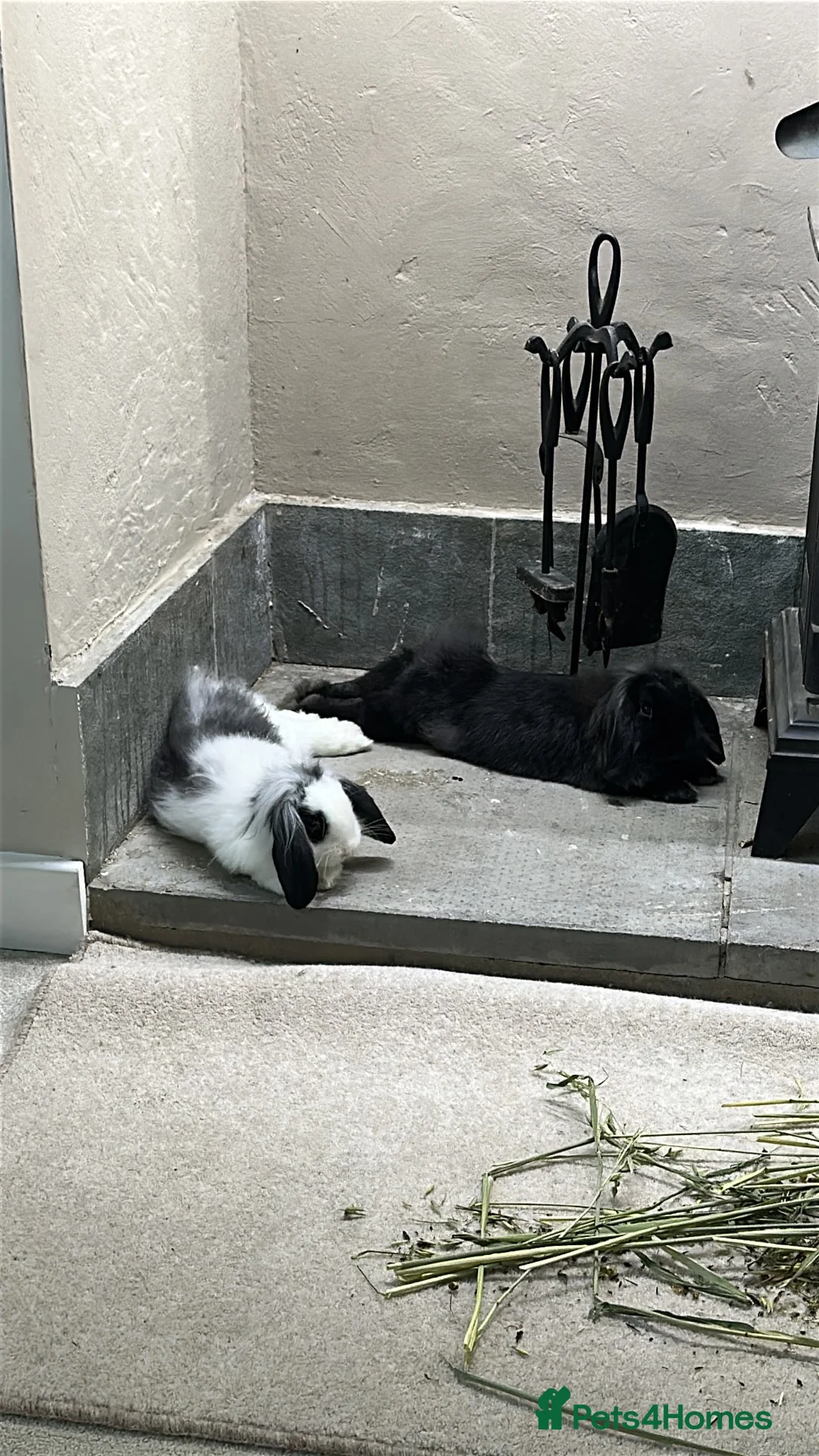 Mini Lion Lop rabbits for sale: 🐰 2 bonded and neutered mini lion lops 🐰  in Droitwich - Advert 5