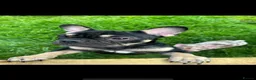 French Bulldog dogs for sale: Beauty coco  - Advert 1