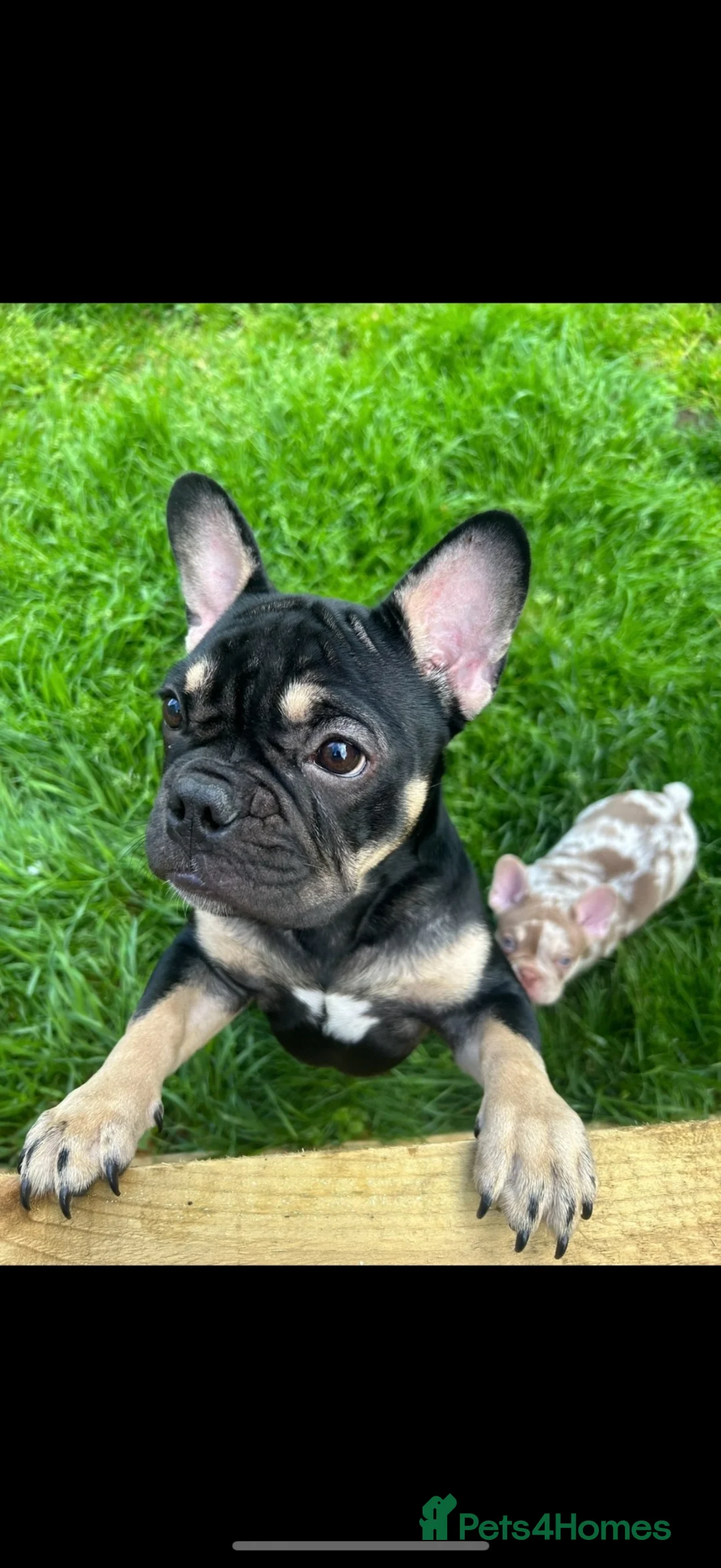French Bulldog dogs for sale: Beauty coco  - Advert 1