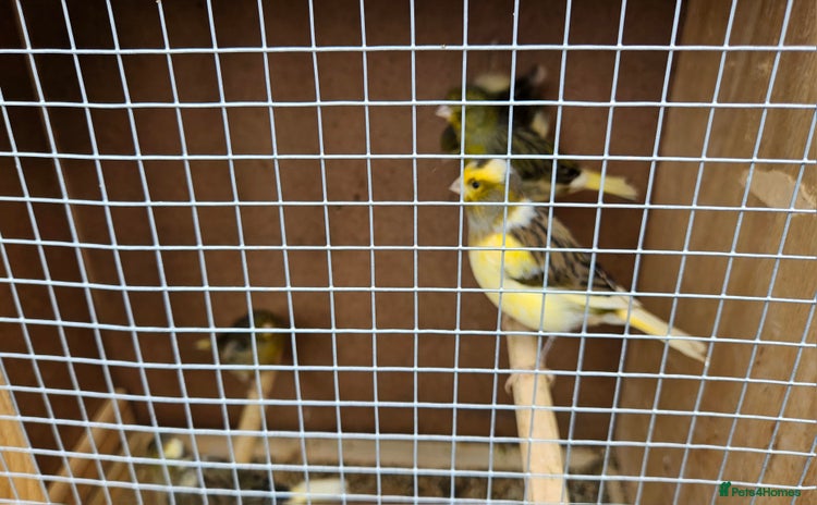 Canaries birds - Advert 7