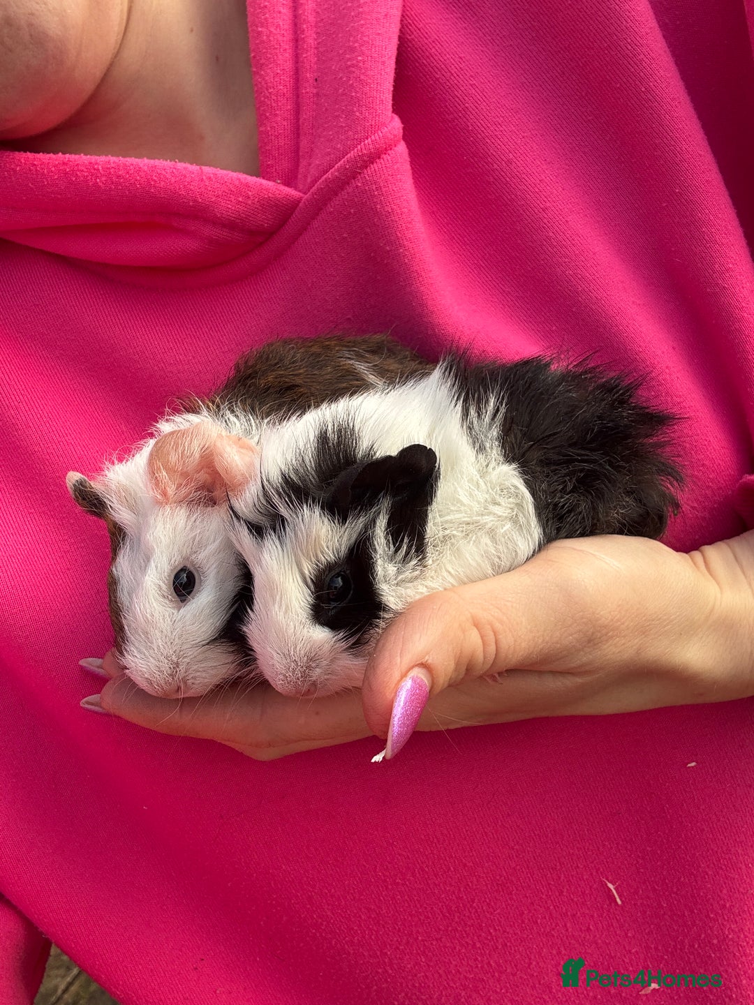 Guinea Pig rodents for sale: 2 little boys ready now - Advert 2