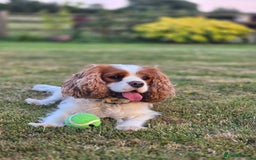 Cavalier King Charles Spaniel dogs for sale: ALL RESERVED in Shrewsbury - Image 14