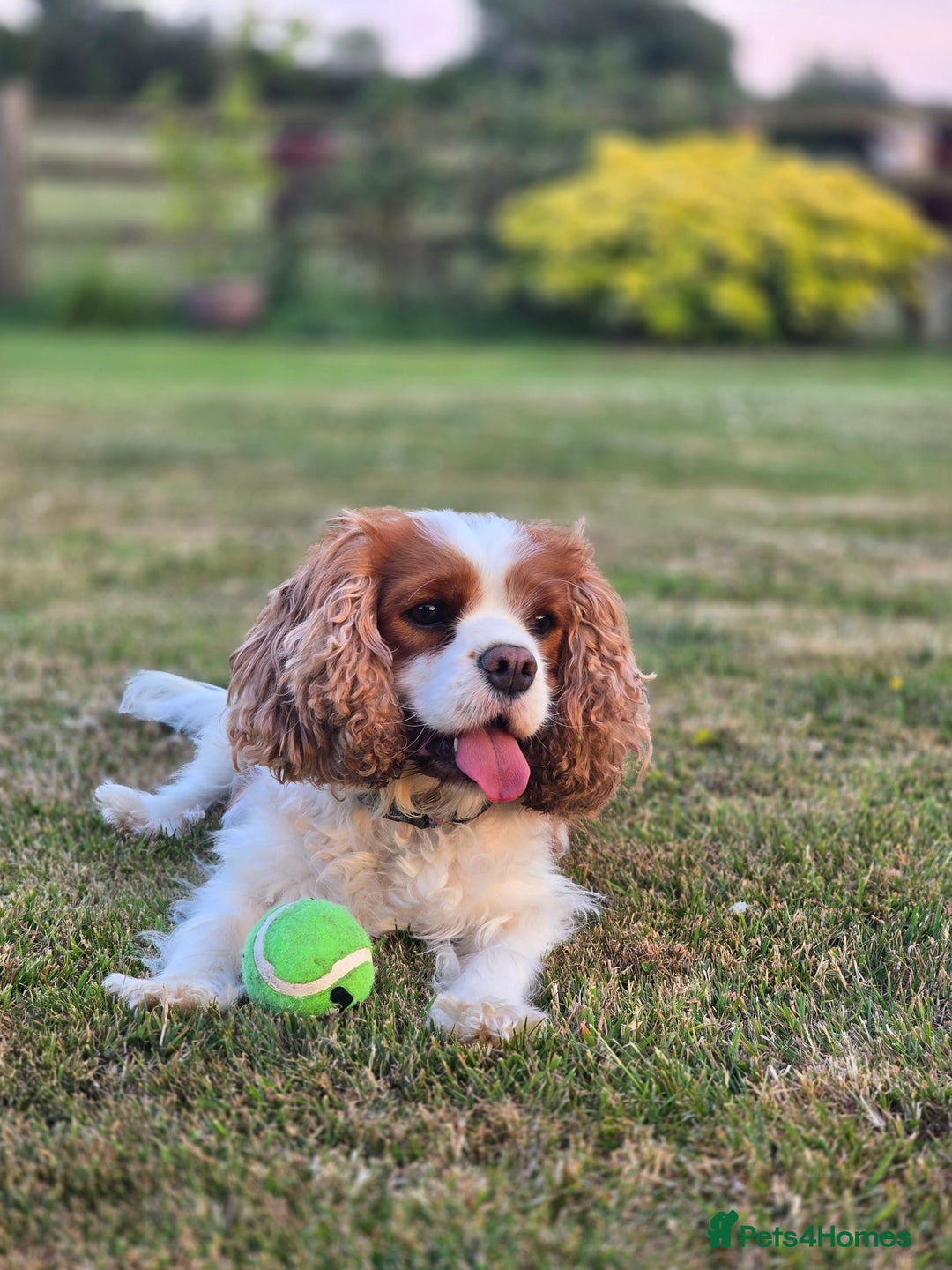 Cavalier King Charles Spaniel dogs for sale: ALL RESERVED in Shrewsbury - Image 14