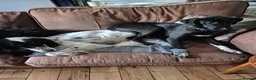 Mixed Breed dogs for adoption: LEBBY - Advert 4