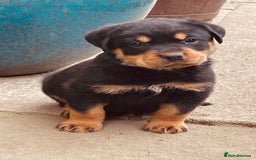 Rottweiler dogs for sale: 6 Chunky Rottweiler Puppies  - Image 4