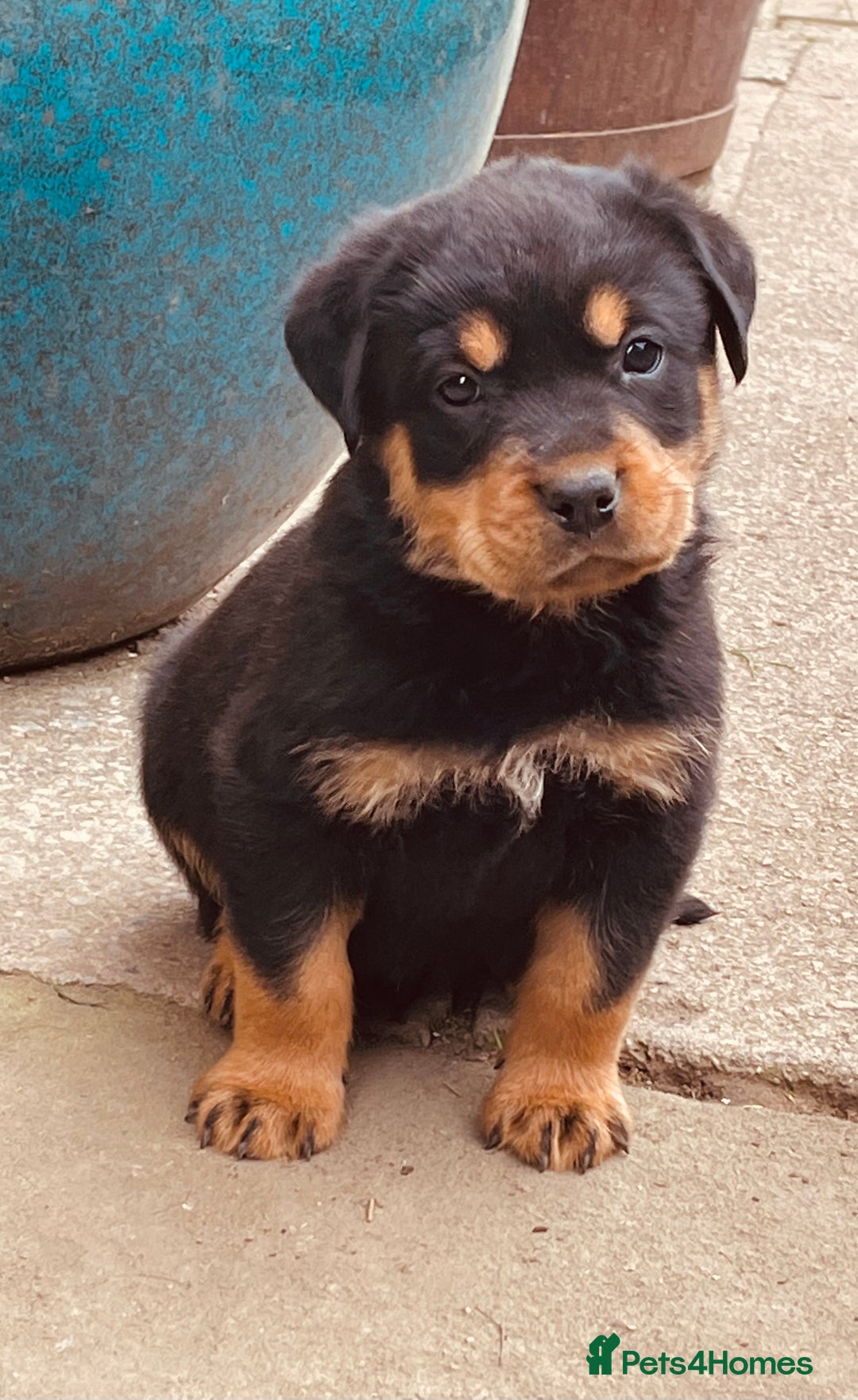 Rottweiler dogs for sale: 6 Chunky Rottweiler Puppies  - Image 4