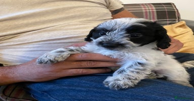 Mixed Breed dogs - Advert 4