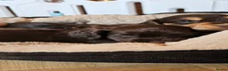 Cocker Spaniel dogs for sale: 5 STUNNING KC WORKING TYPE COCKER SPANIELS  - Advert 7