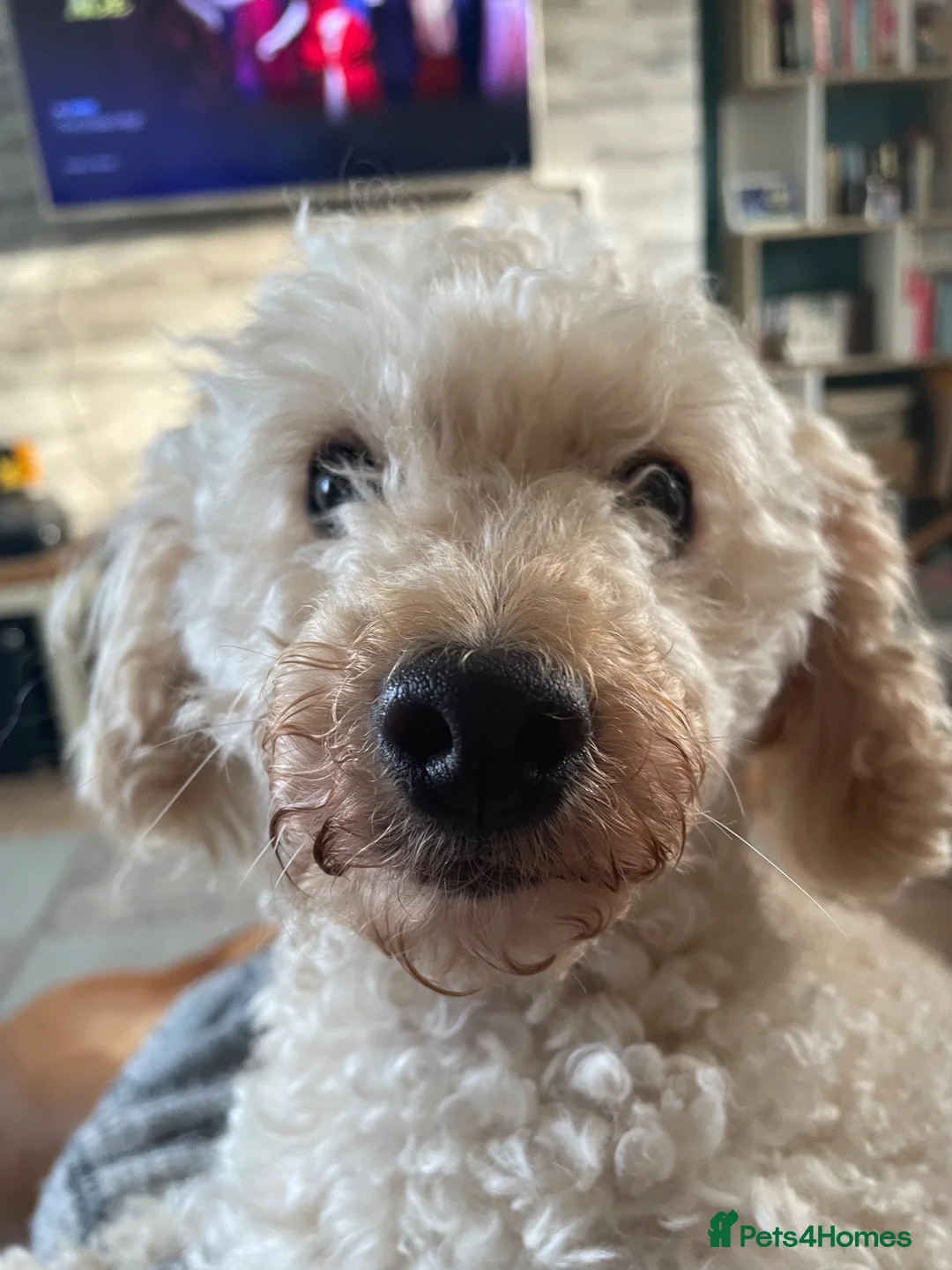 Miniature Poodle dogs for sale: Teddy miniature poodle - Advert 3