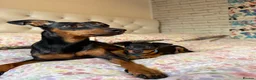 Miniature Pinscher dogs for sale: Miniature Pinscher Puppies for sale  - Advert 15