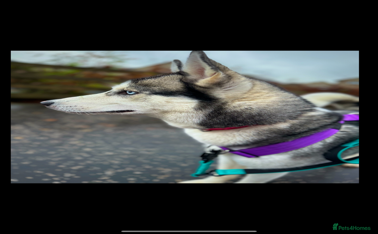 Siberian Husky dogs - Advert 7