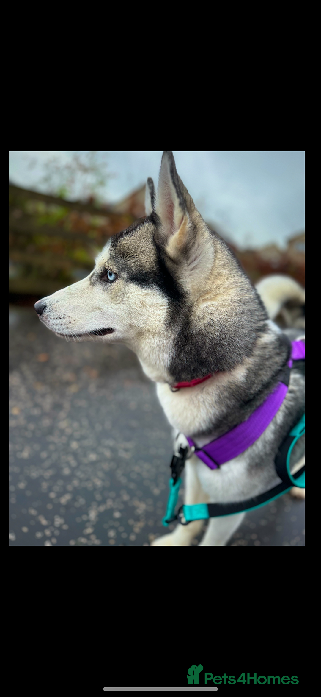 Siberian Husky dogs for sale: ❌REHOMING❌3 year old Siberian husky - Image 1