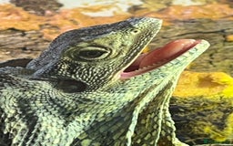 Dragon reptiles for sale: Frilled Neck Dragon Female & large vivarium  - Advert 2