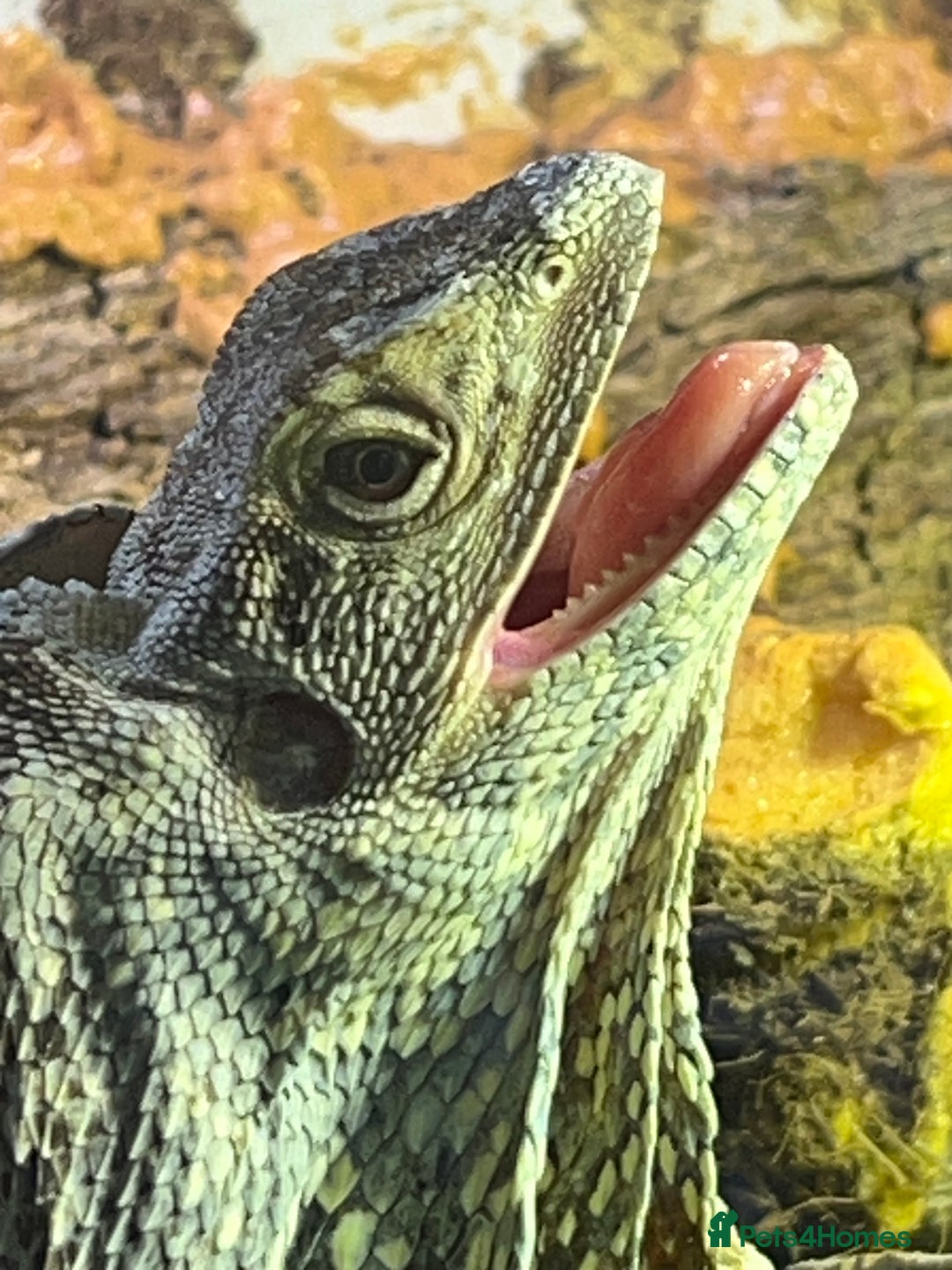 Dragon reptiles for sale: Frilled Neck Dragon Female & large vivarium  - Advert 2