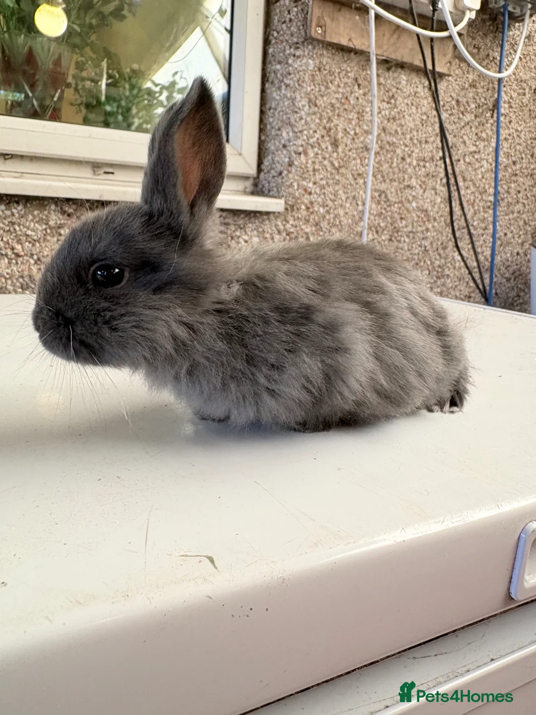 Mini Lop rabbits for sale: Mini lop baby rabbits REDUCED  - Advert 7
