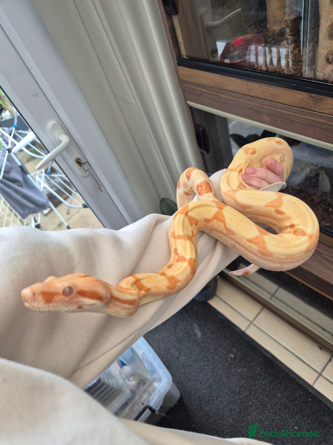 Boa Snake reptiles for sale: Boa, corn, royal snakes - Advert 9