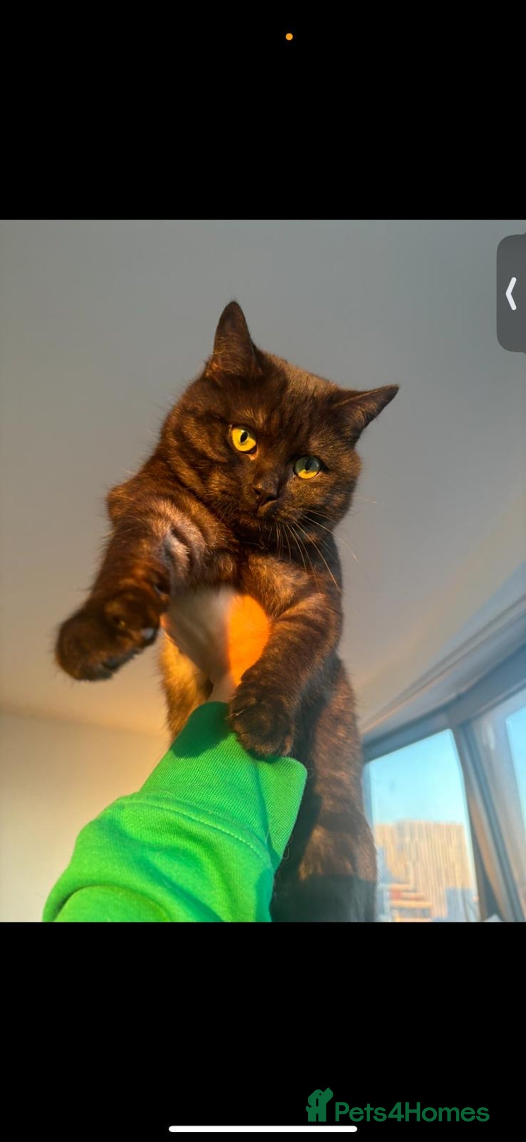 British Shorthair cats for sale: Beautiful Mixed BSH AND TABBY  - Image 1