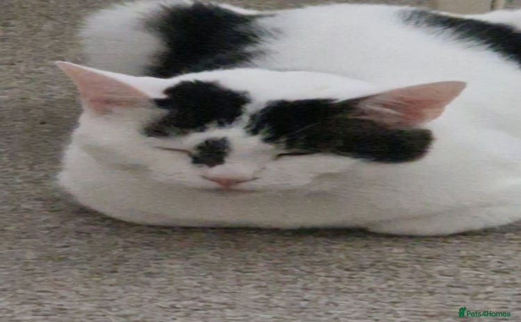 Mixed Breed cats - Advert 3