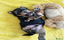 Yorkshire Terrier dogs for sale: Tiny Yorkshire Terrier ( 1 boy and 2girls 🐶🐶) - Image 12