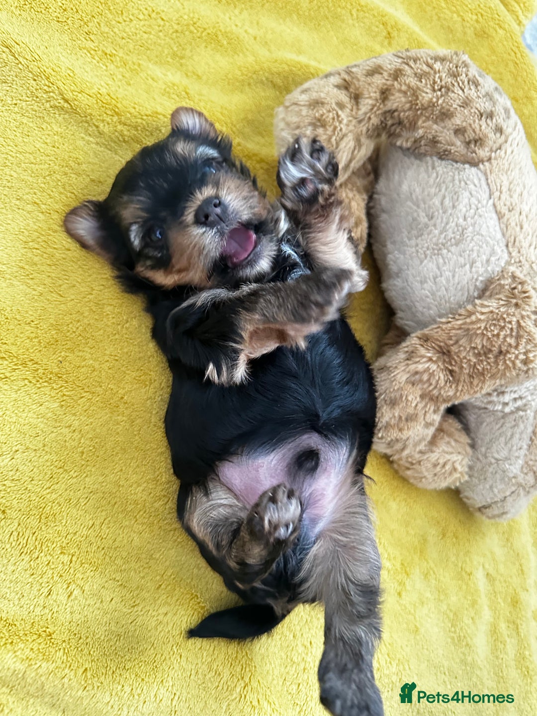 Yorkshire Terrier dogs for sale: Tiny Yorkshire Terrier ( 1 boy and 2girls 🐶🐶) - Image 12