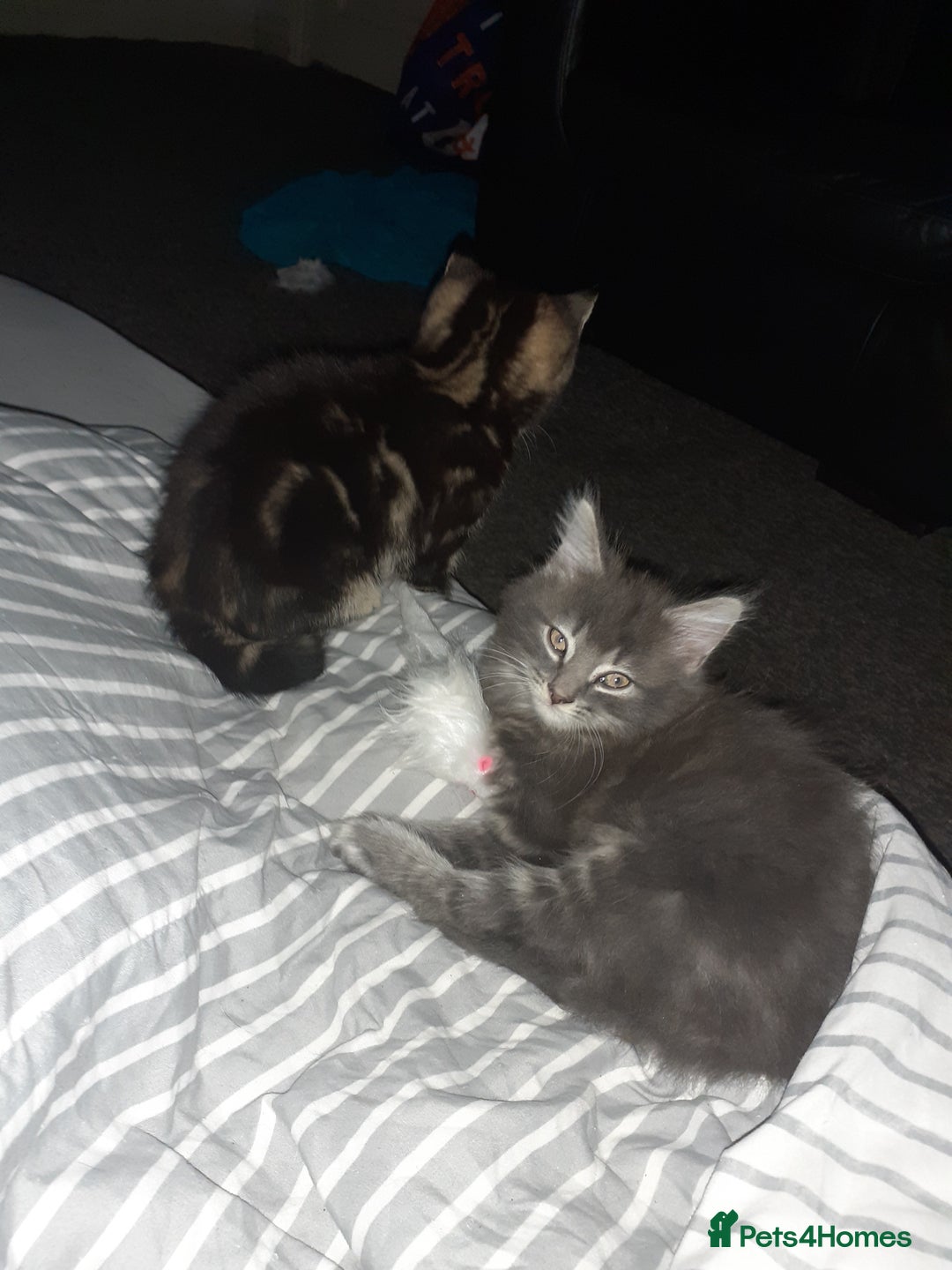 Mixed Breed cats for sale: 1 beautiful tabby boy and 1 grey short-haired boy - Advert 7