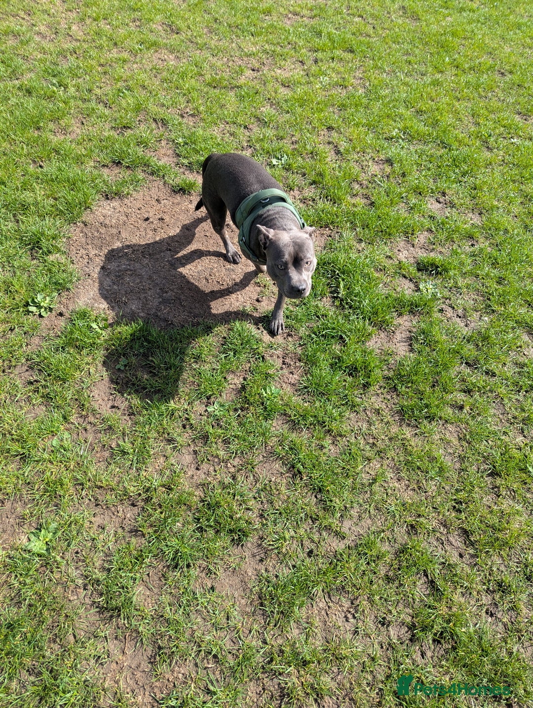 Staffordshire Bull Terrier dogs for sale: Blue female staff for sale  - Image 24