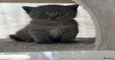 British Shorthair cats - Advert 11