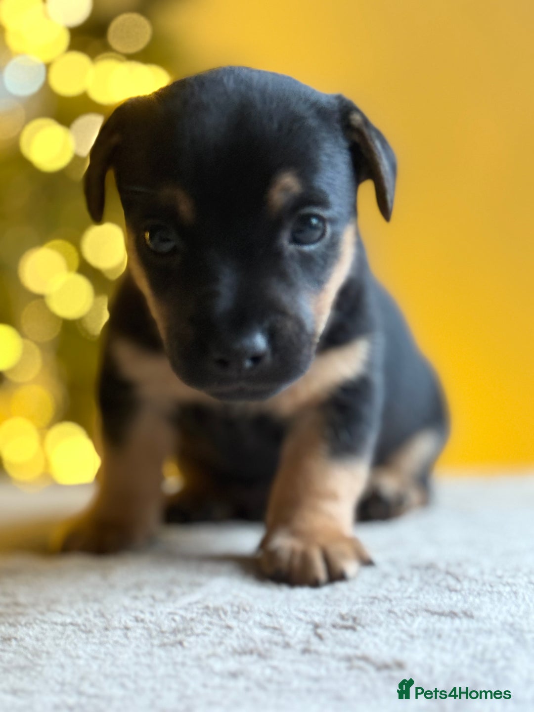 Jack Russell dogs for sale: ✨ Exceptional Miniature Jack Russell Puppies ✨ - Advert 5