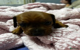 Mixed Breed dogs for sale: Beautiful Doxies - Image 14
